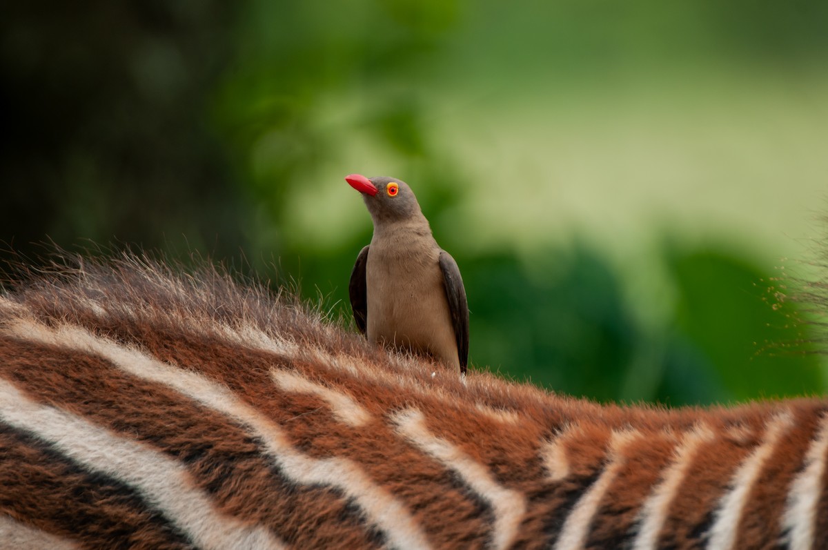 Red-billed Oxpecker - ML618918618