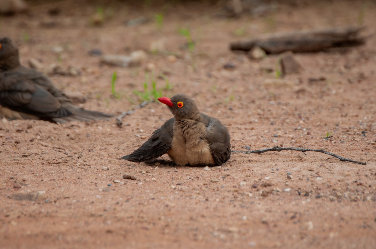 Red-billed Oxpecker - ML618918619