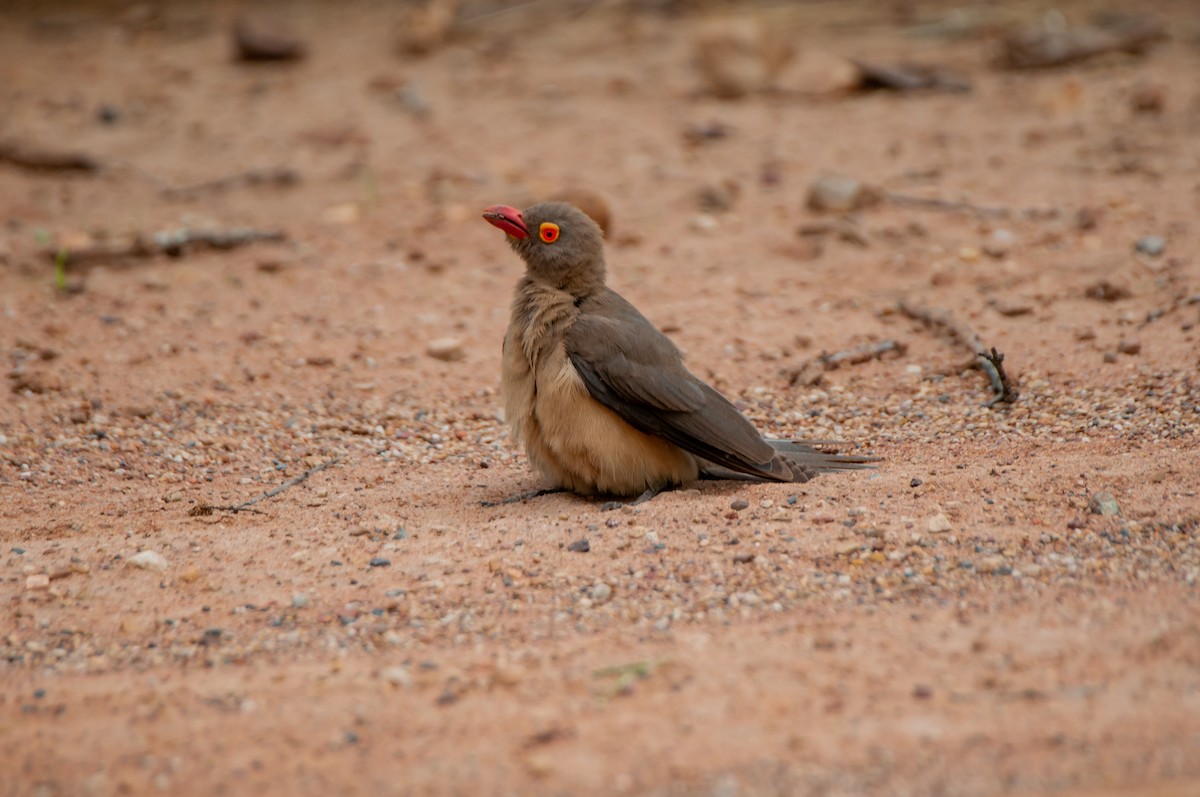 Red-billed Oxpecker - ML618918621