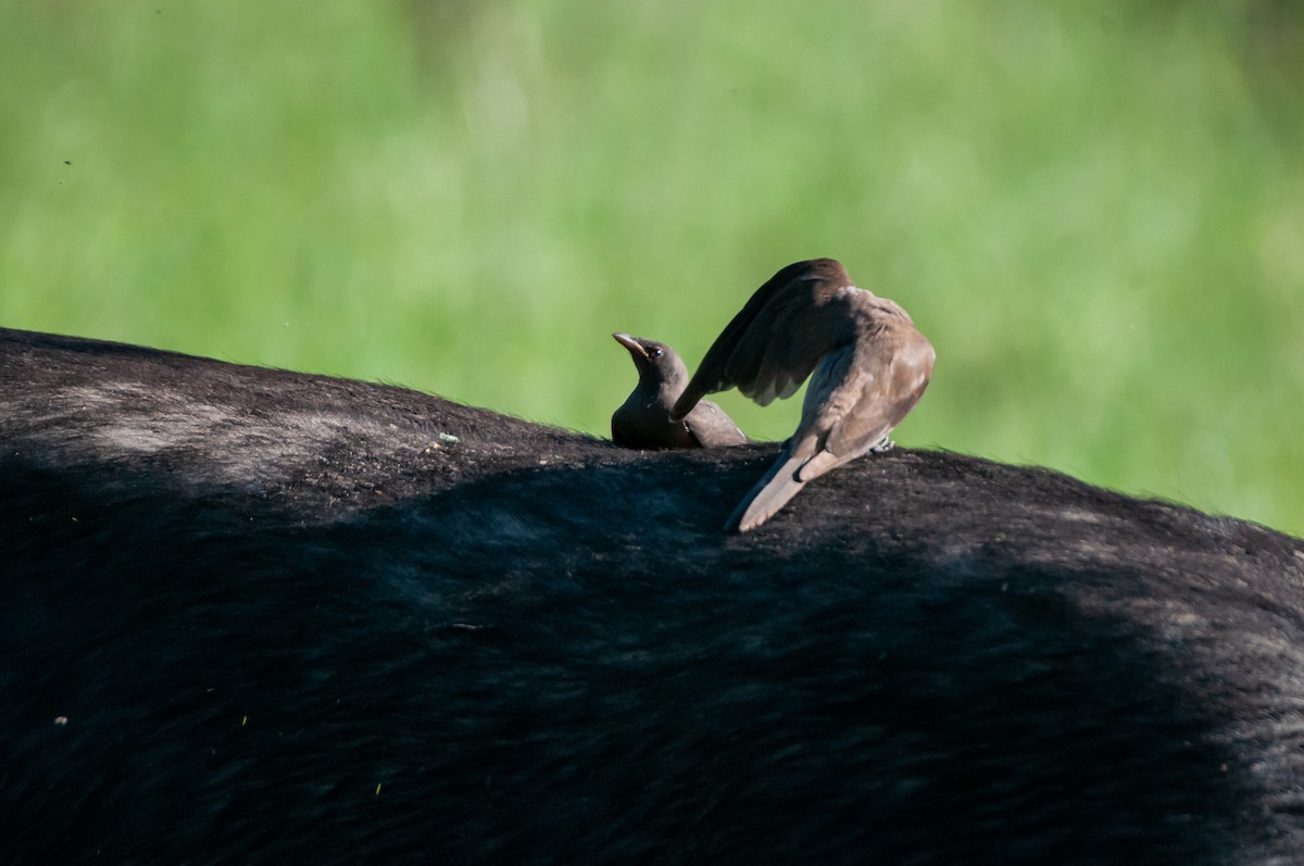 Red-billed Oxpecker - ML618918622
