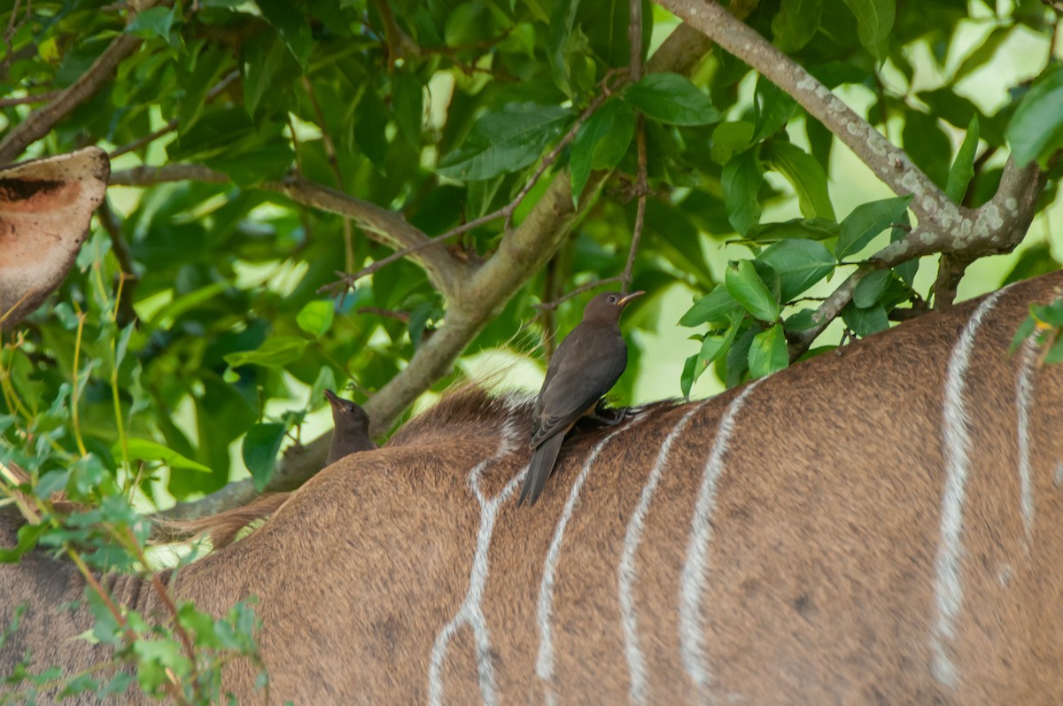 Red-billed Oxpecker - ML618918623