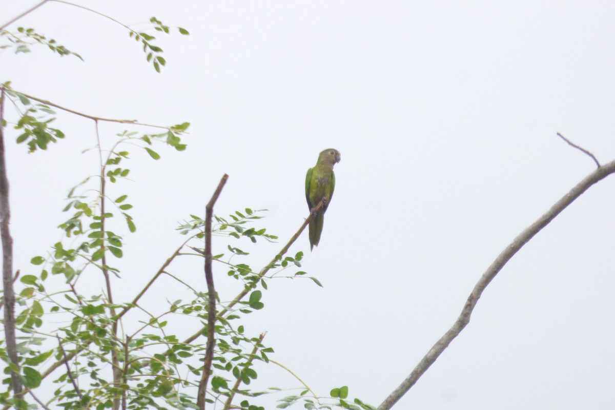 Brown-throated Parakeet - ML618918643