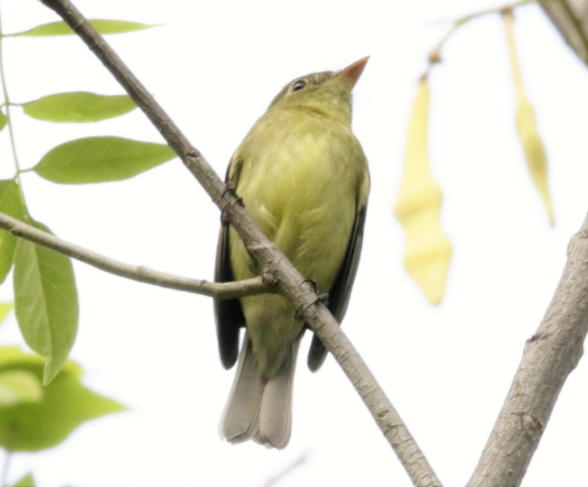 Yellow-bellied Flycatcher - FELIPE SAN MARTIN
