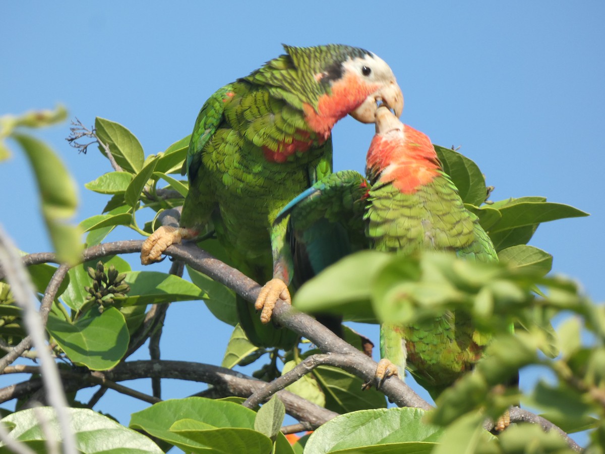Cuban Parrot - ML618918665