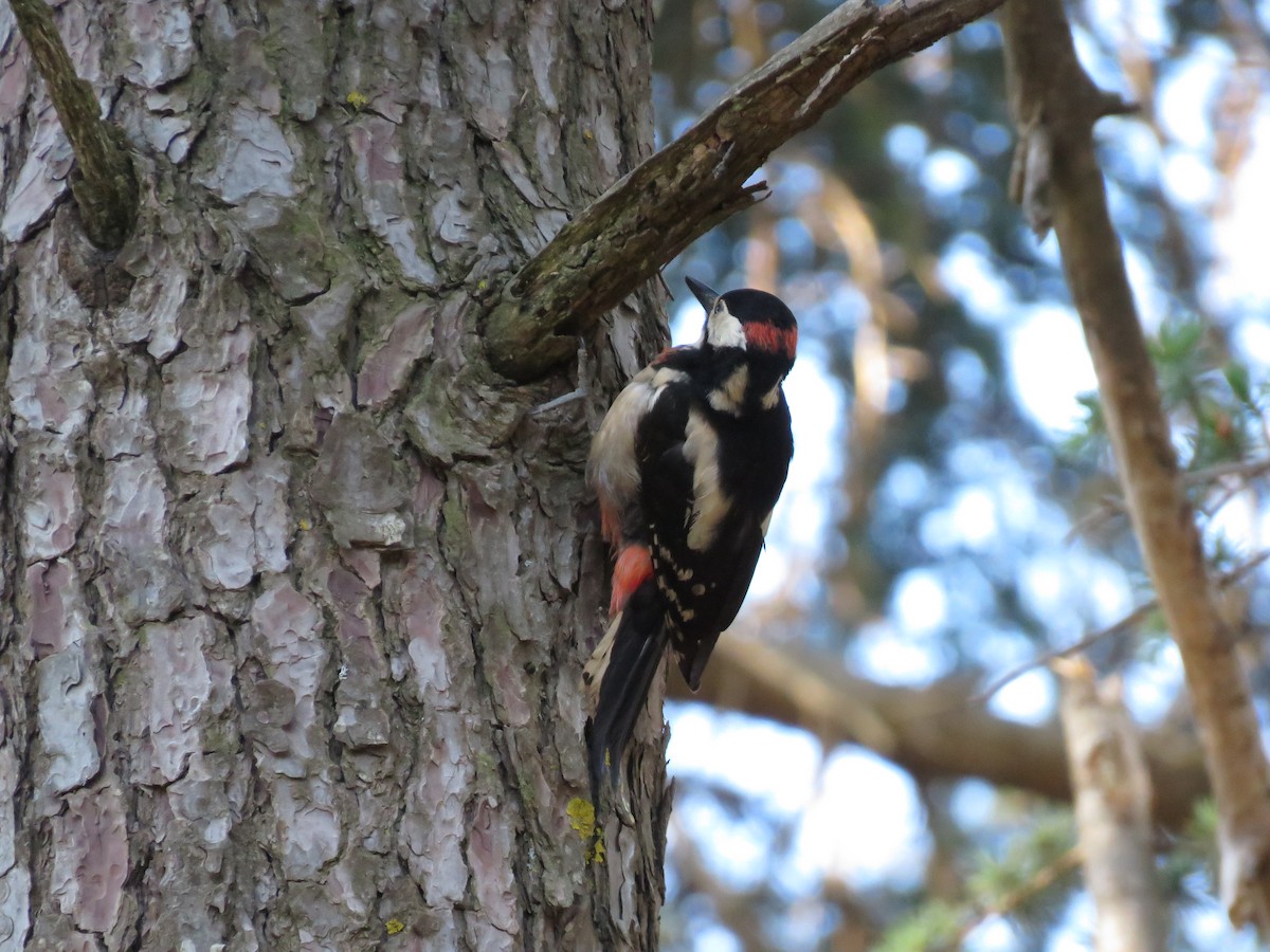 Great Spotted Woodpecker - khaled Ayyach