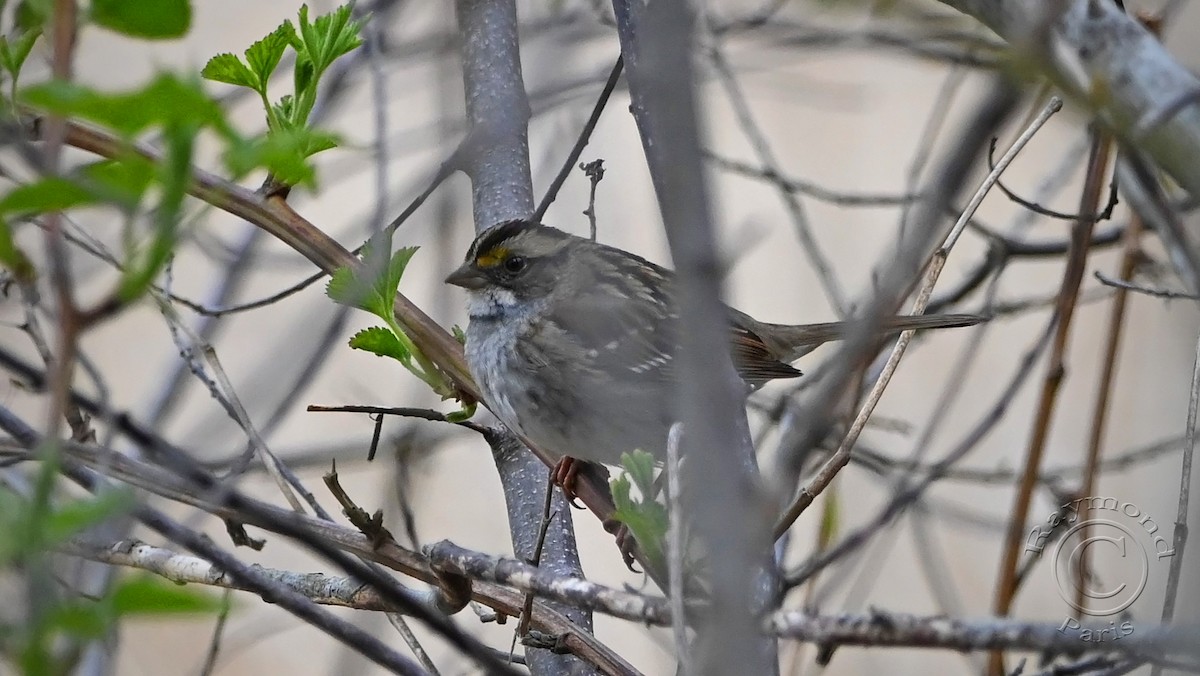 White-throated Sparrow - Raymond Paris