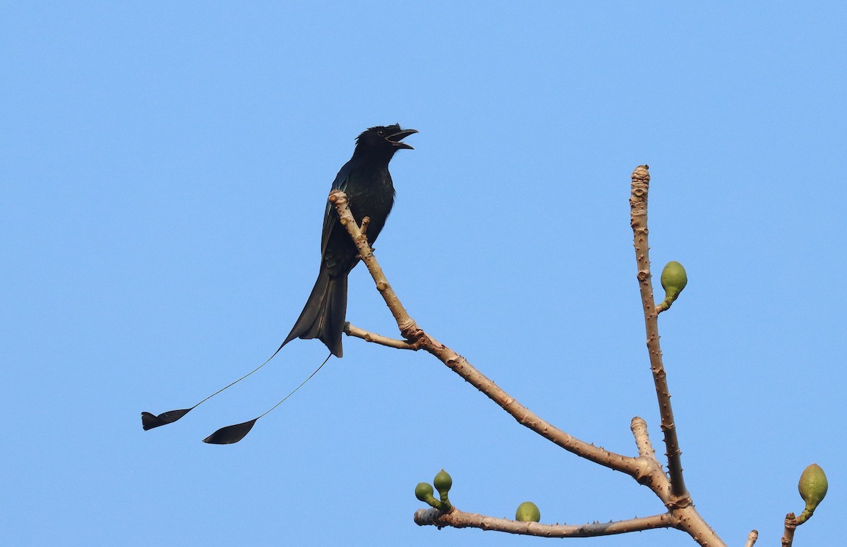 Greater Racket-tailed Drongo - ML618918695