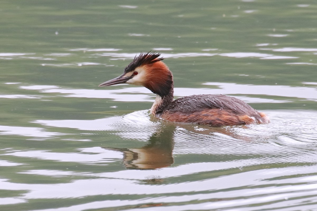 Great Crested Grebe - António Gonçalves