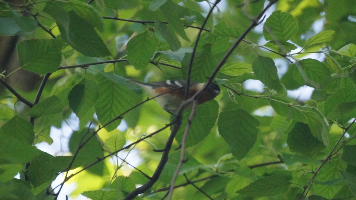 Bay-breasted Warbler - ML618918748