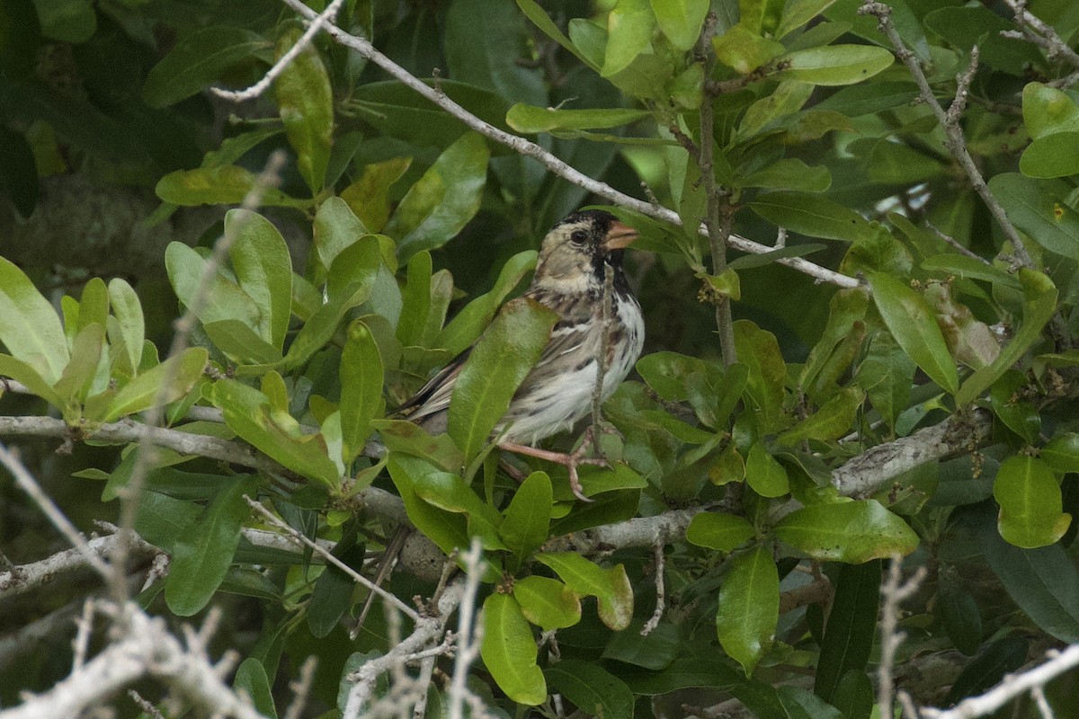 Harris's Sparrow - ML618918765