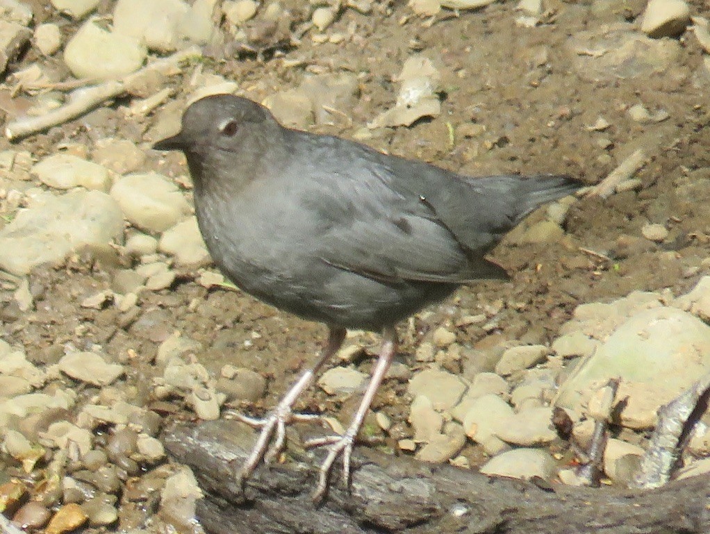 American Dipper - Molly Sultany