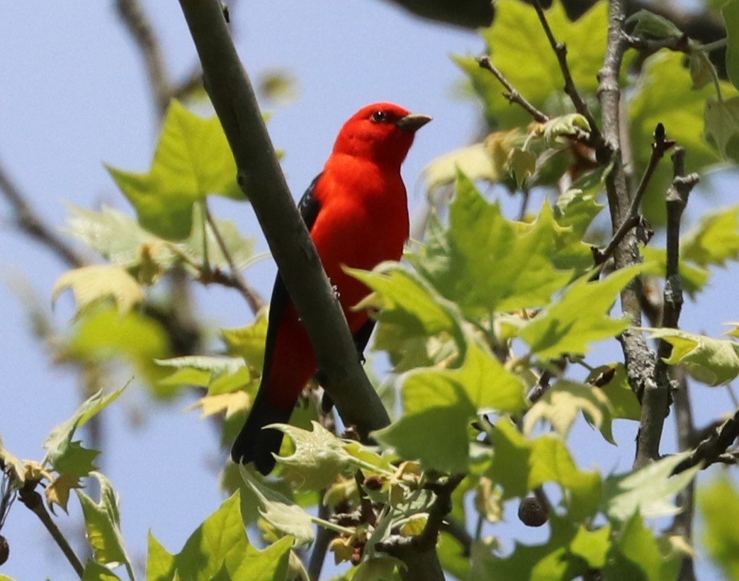 Scarlet Tanager - ML618918808