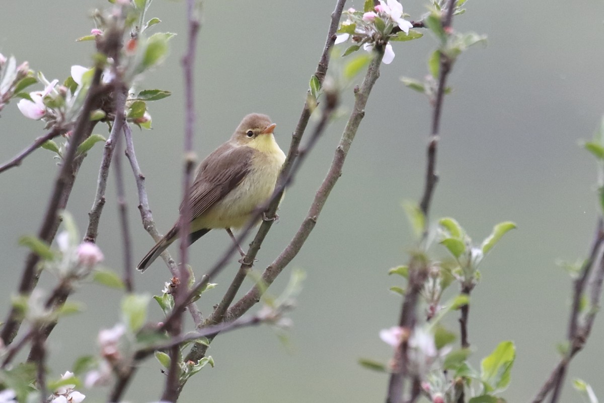 Melodious Warbler - ML618918823