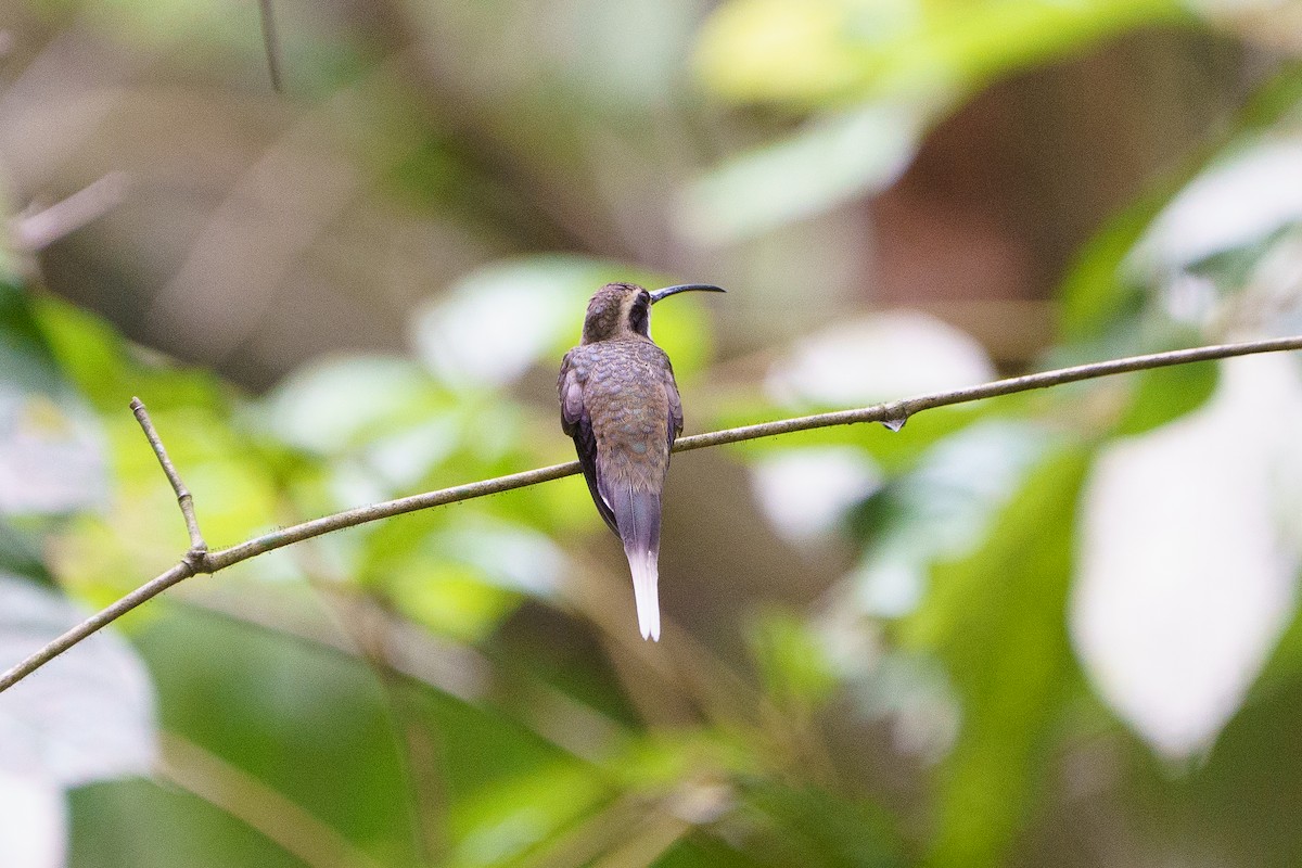 kolibřík běloknírkový - ML618918882