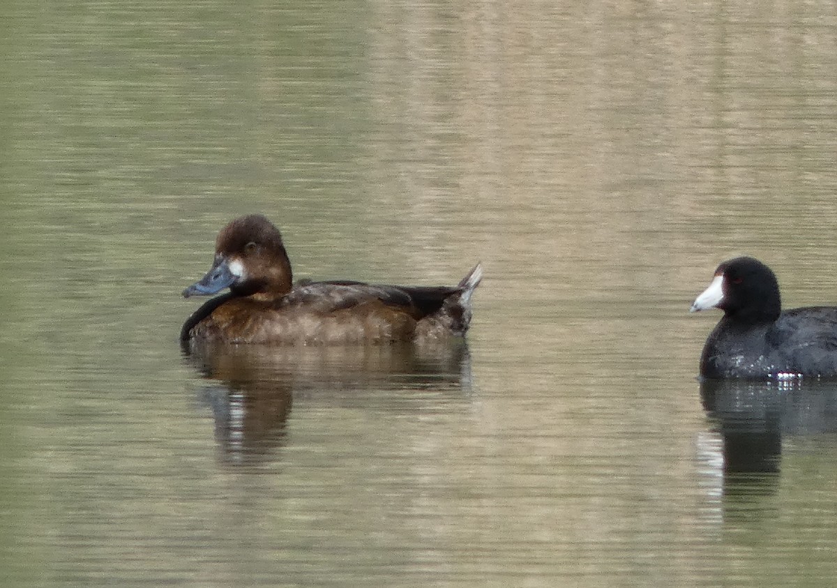 Lesser Scaup - Sarah Councell