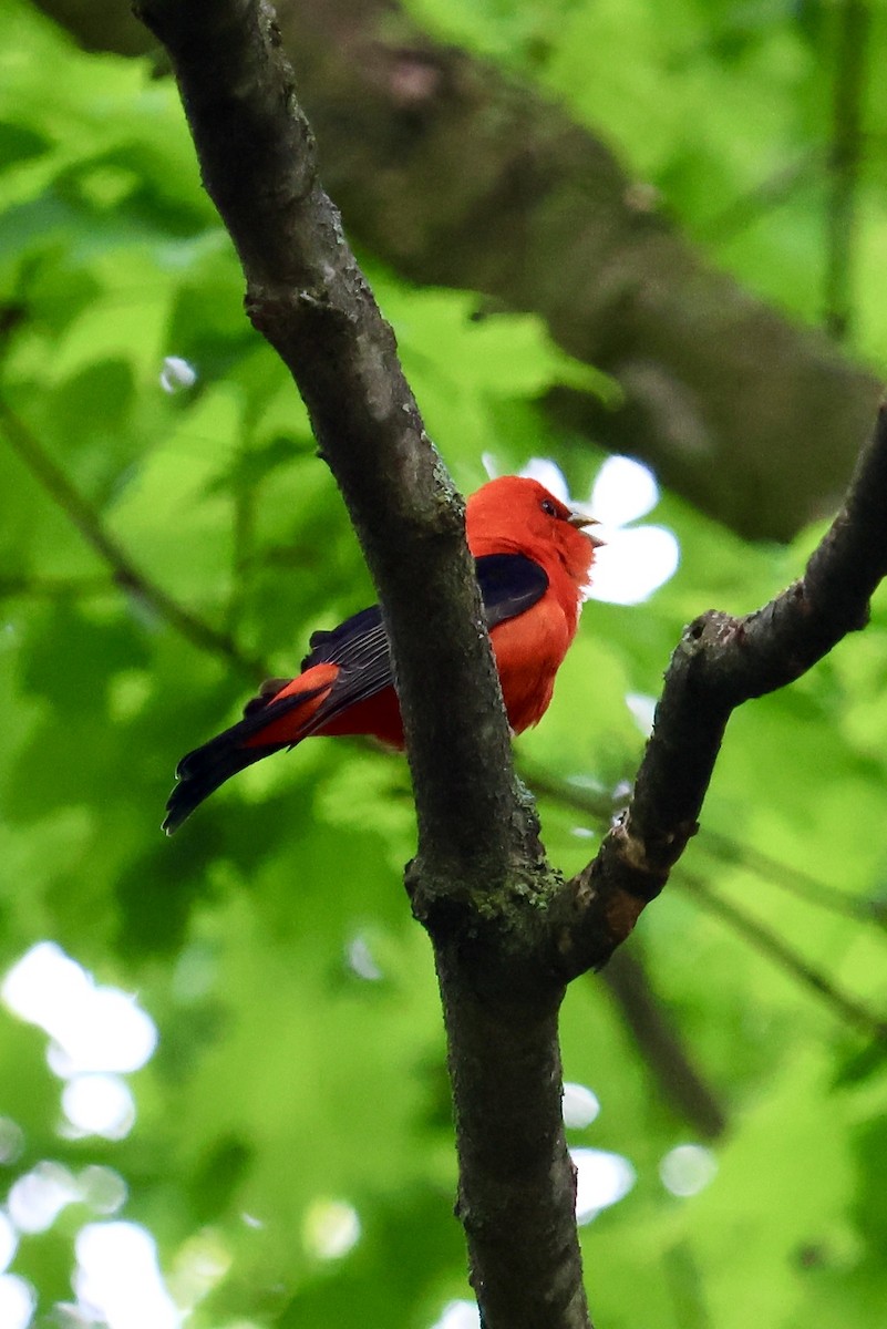 Scarlet Tanager - ML618918968