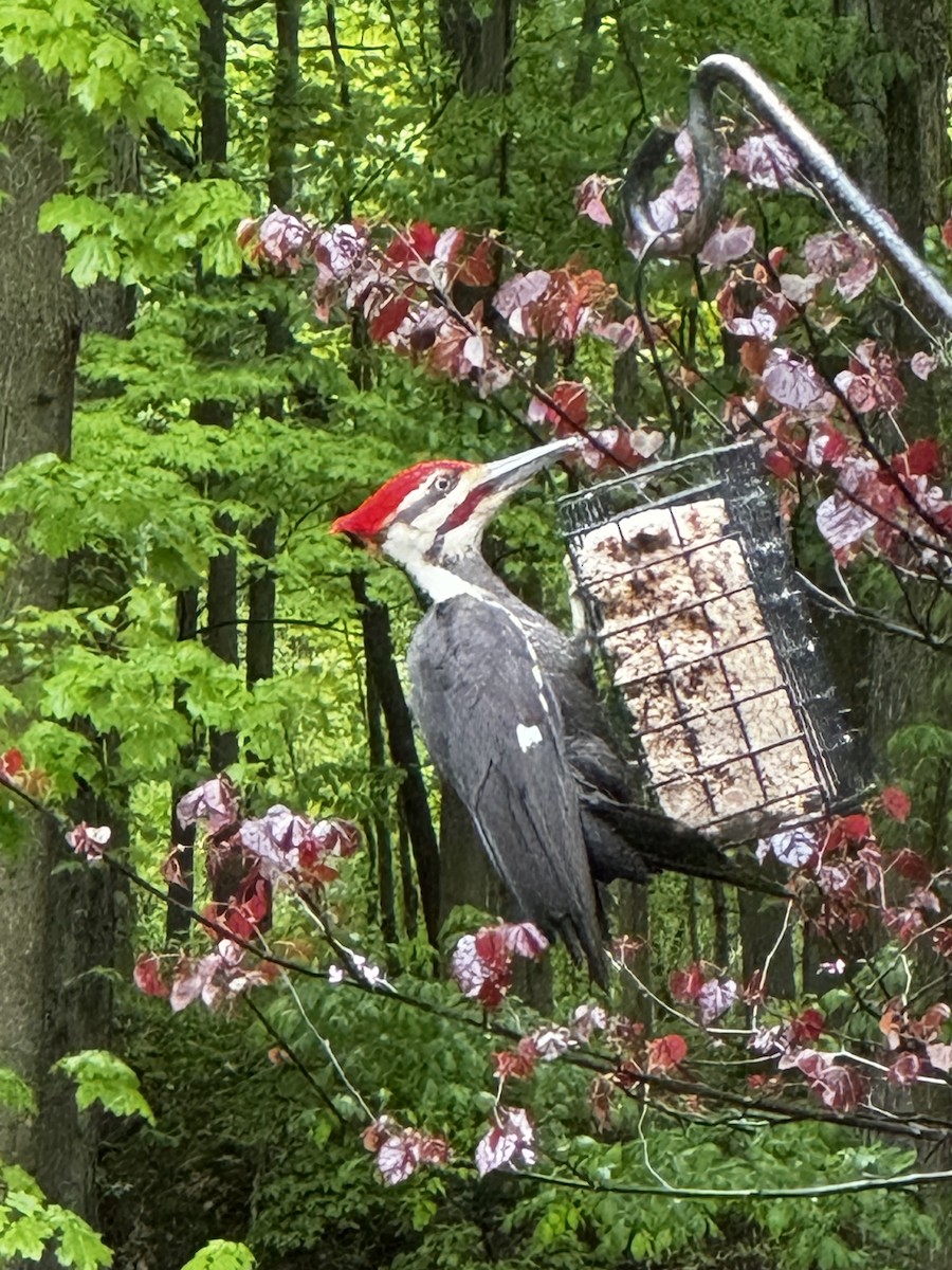 Pileated Woodpecker - ML618918985