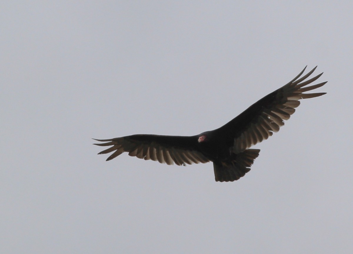 Turkey Vulture - ML618919076