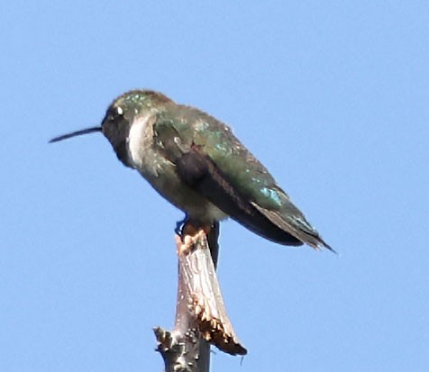 Black-chinned Hummingbird - George Nothhelfer