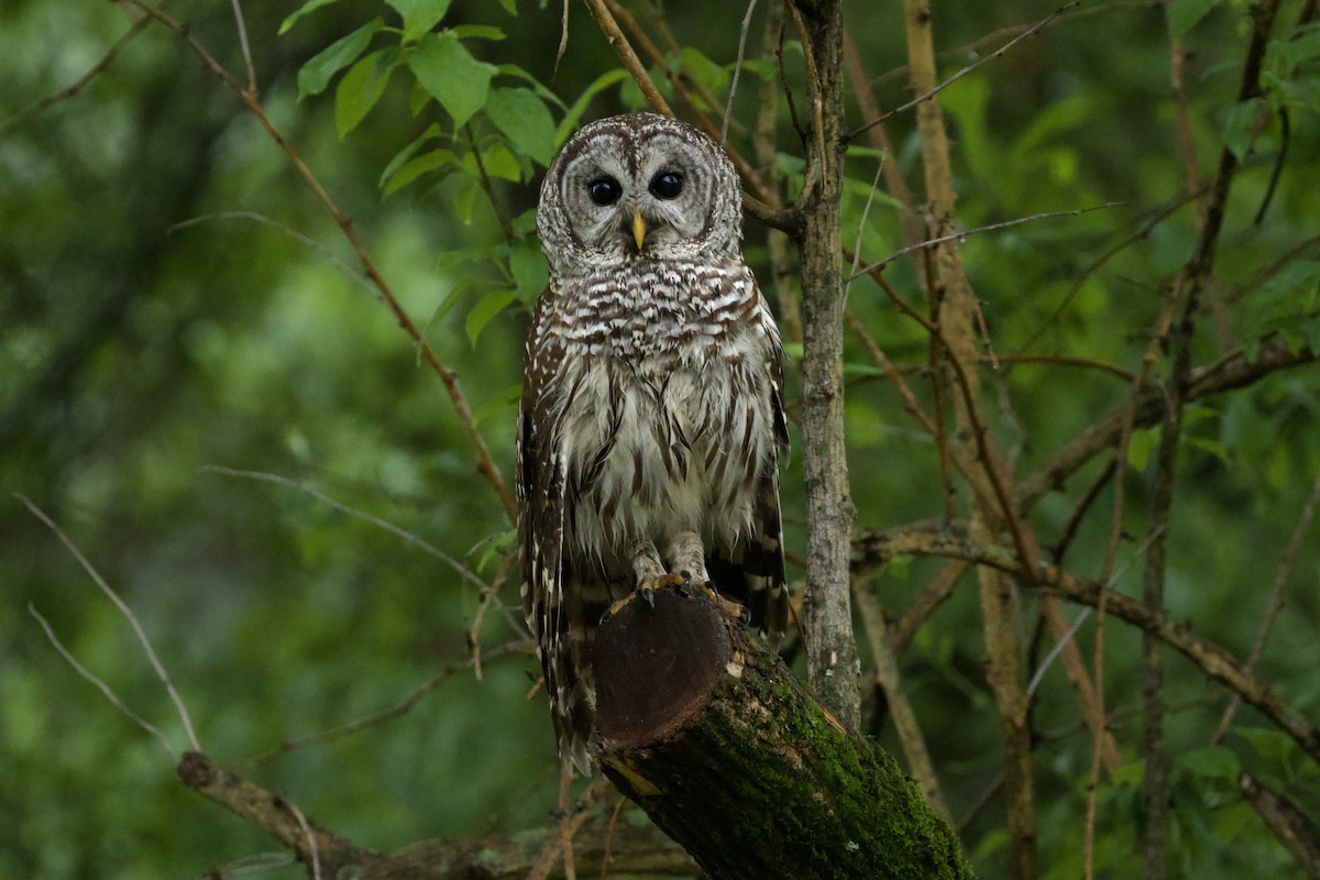 Barred Owl - Nicole Desnoyers