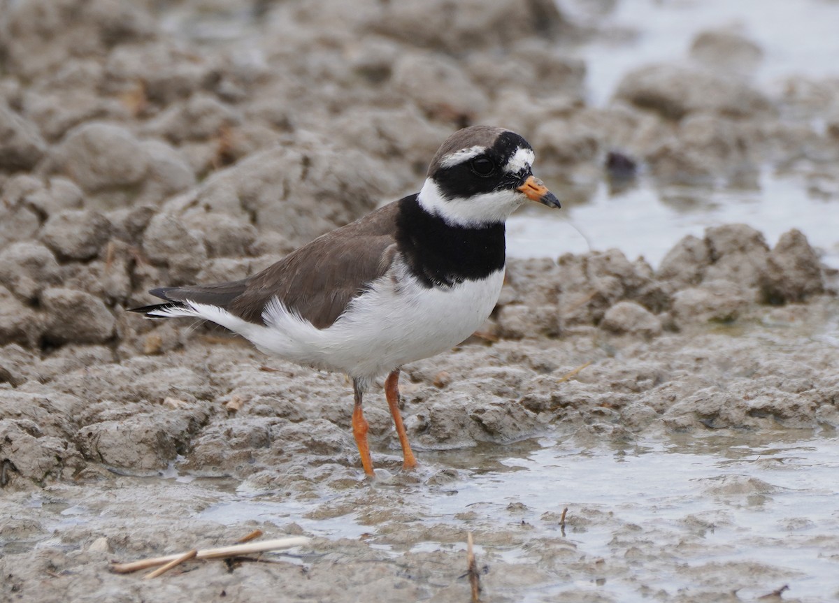 Common Ringed Plover - ML618919121