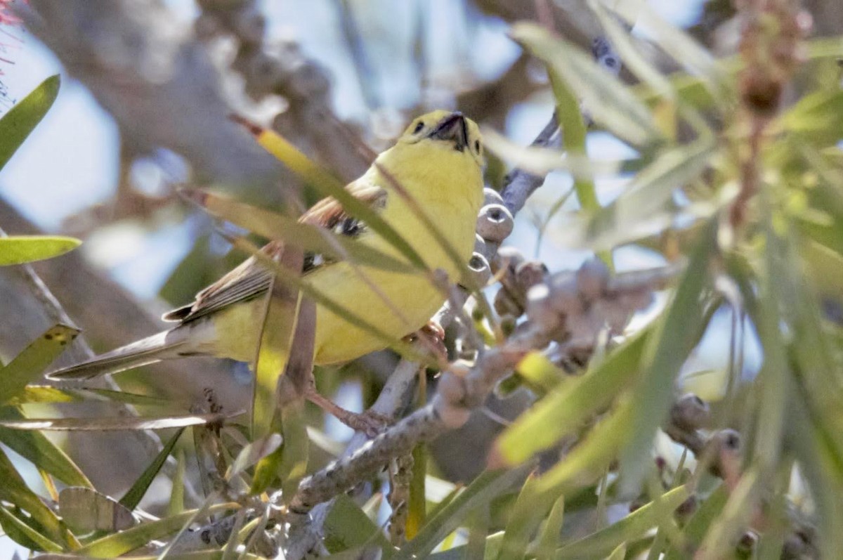 Sudan Golden Sparrow - ML618919158