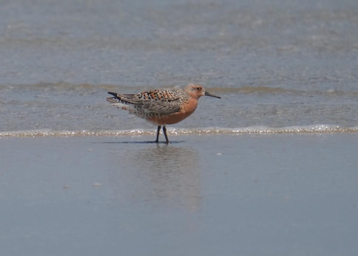 Red Knot - Kevin Scaldeferri