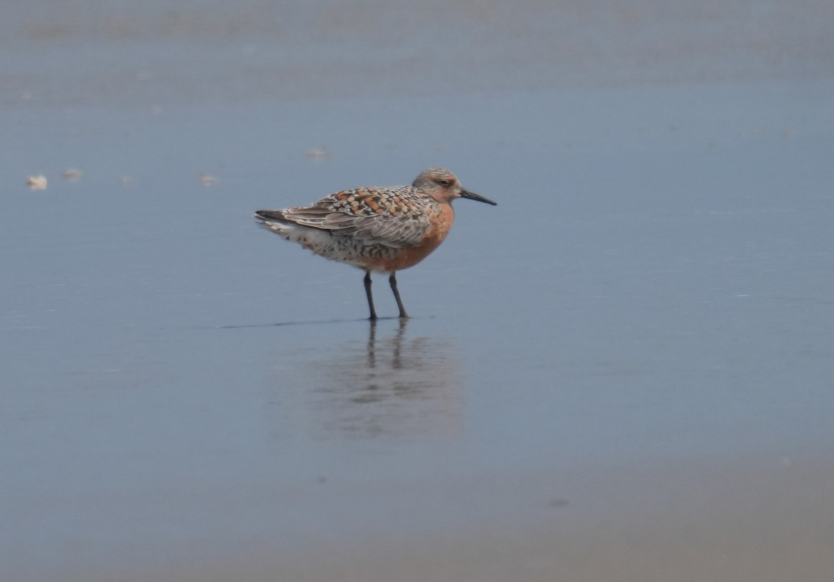 Red Knot - ML618919185