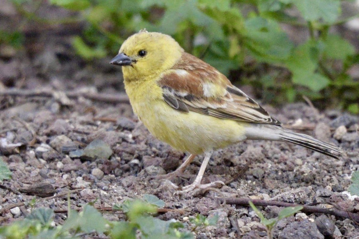 Sudan Golden Sparrow - ML618919222