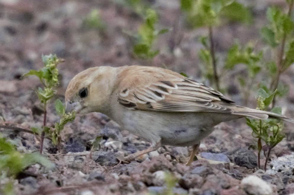 Sudan Golden Sparrow - ML618919223