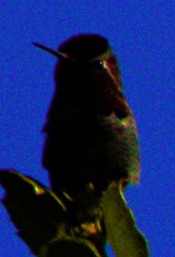 Anna's Hummingbird - ML618919227