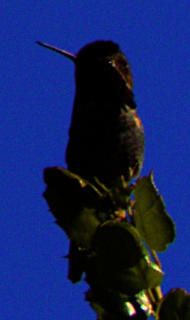 Anna's Hummingbird - ML618919229
