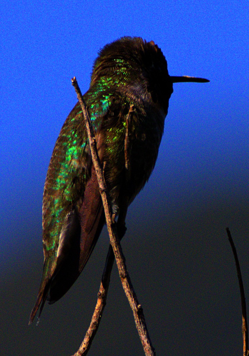 Anna's Hummingbird - Andrew Melnick