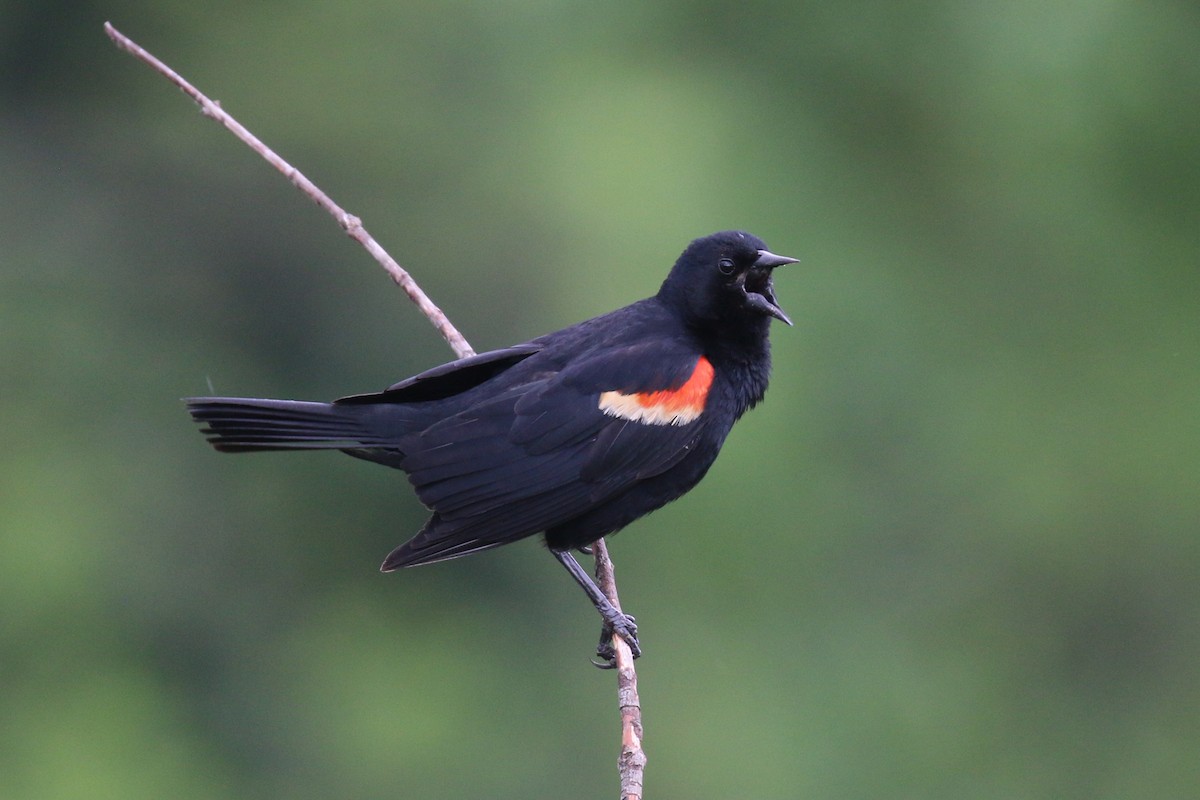 Red-winged Blackbird - ML618919246