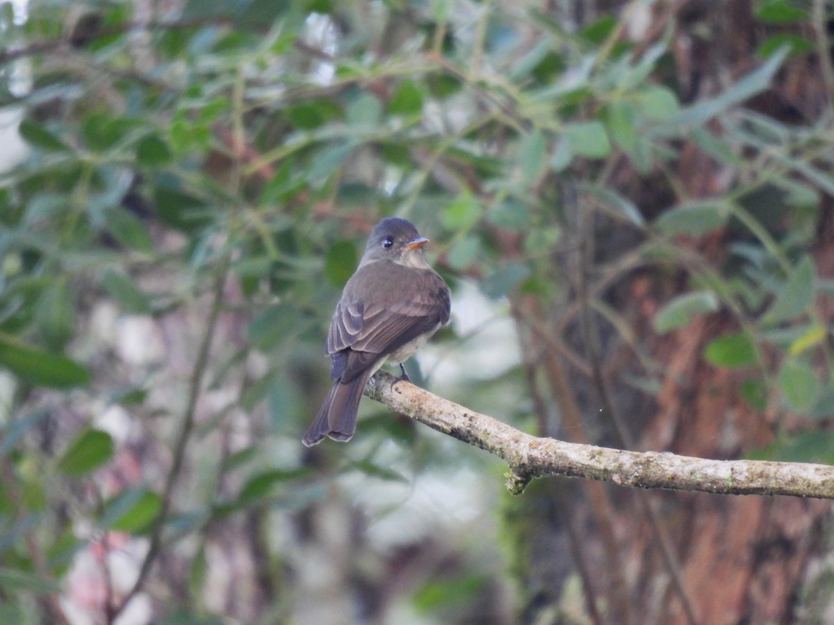 Southern Tropical Pewee - ML618919260