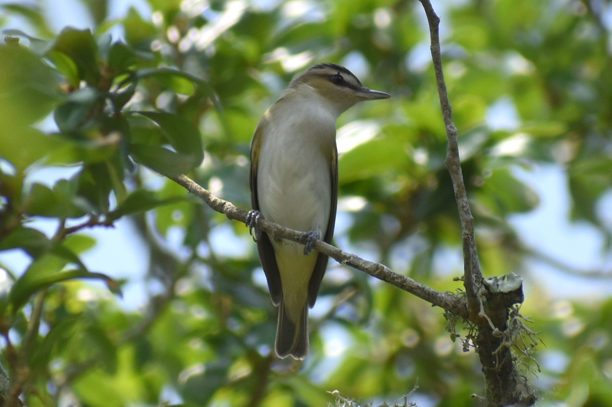 Red-eyed Vireo - Claire H