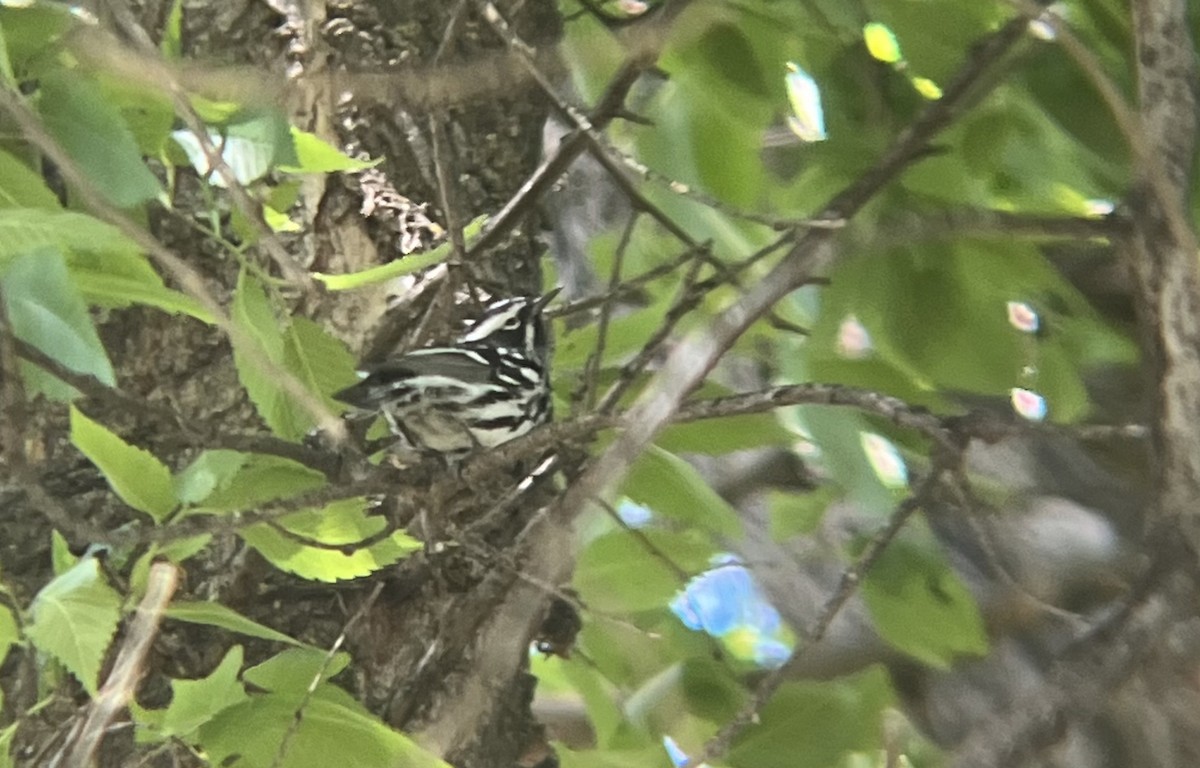 Black-and-white Warbler - ML618919286