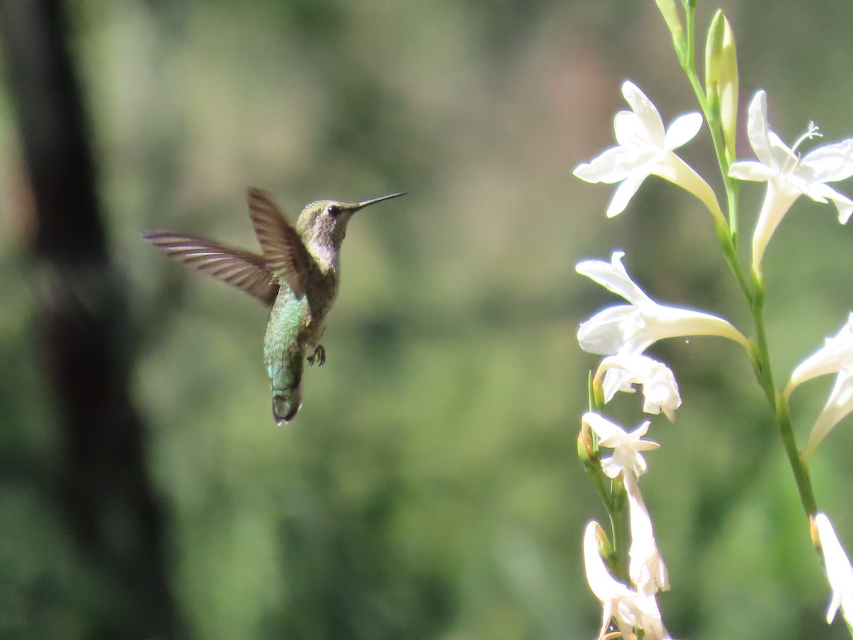 Anna's Hummingbird - ML618919354
