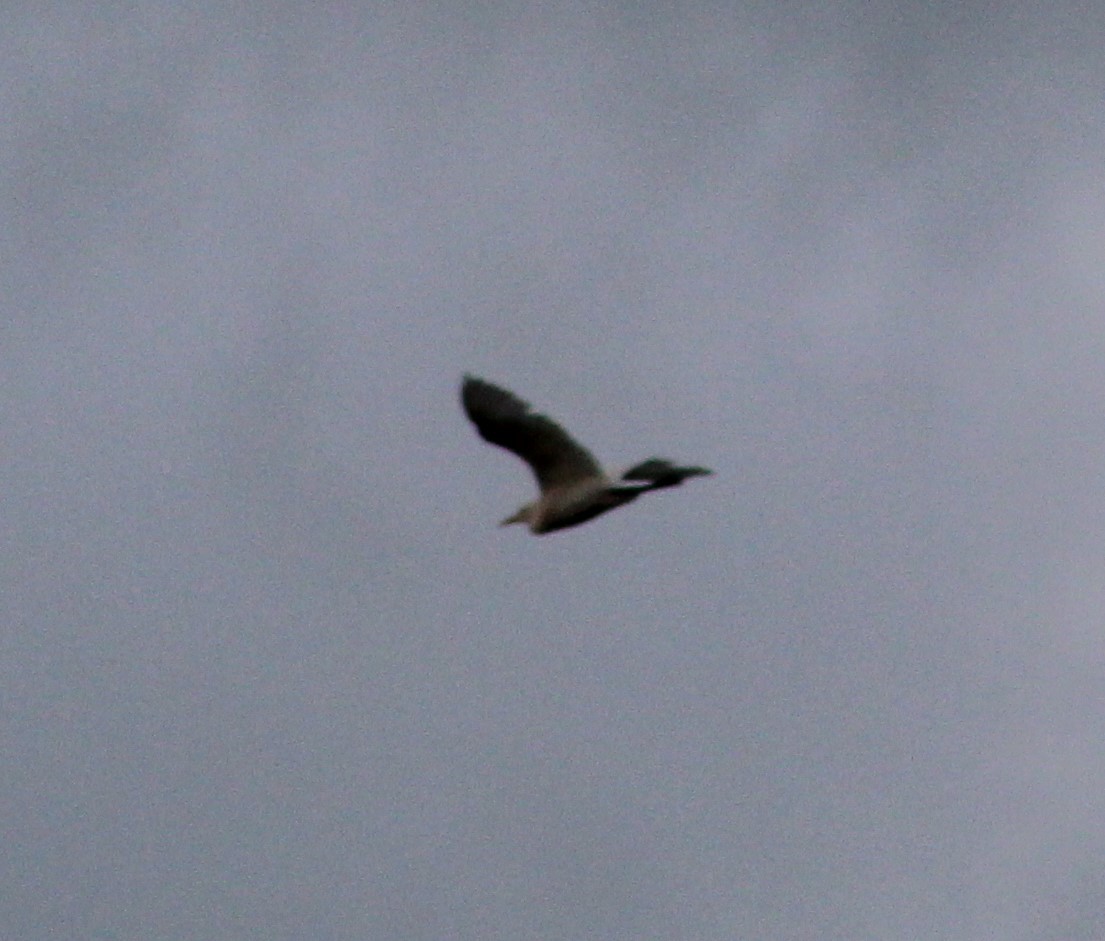 Чапля єгипетська (підвид ibis) - ML618919390