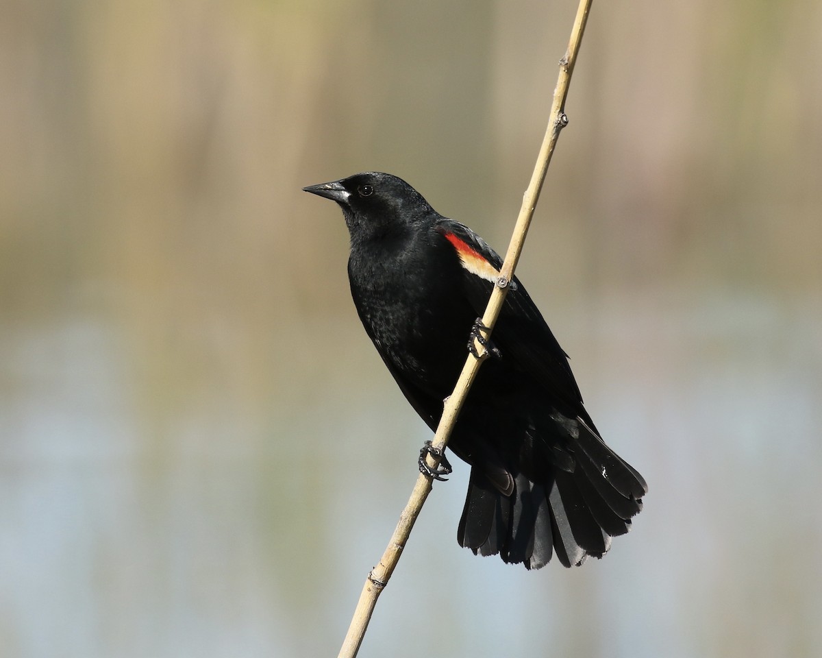 Red-winged Blackbird - ML618919425