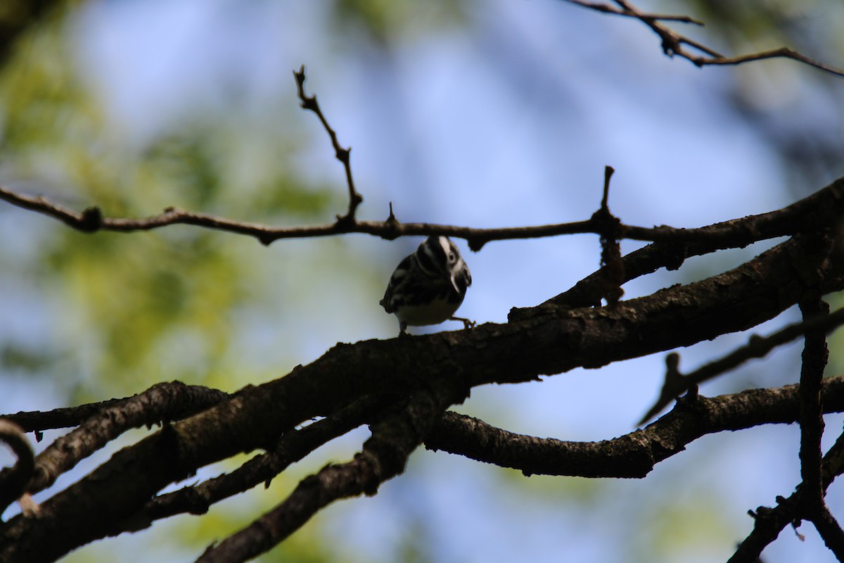 Black-and-white Warbler - ML618919475