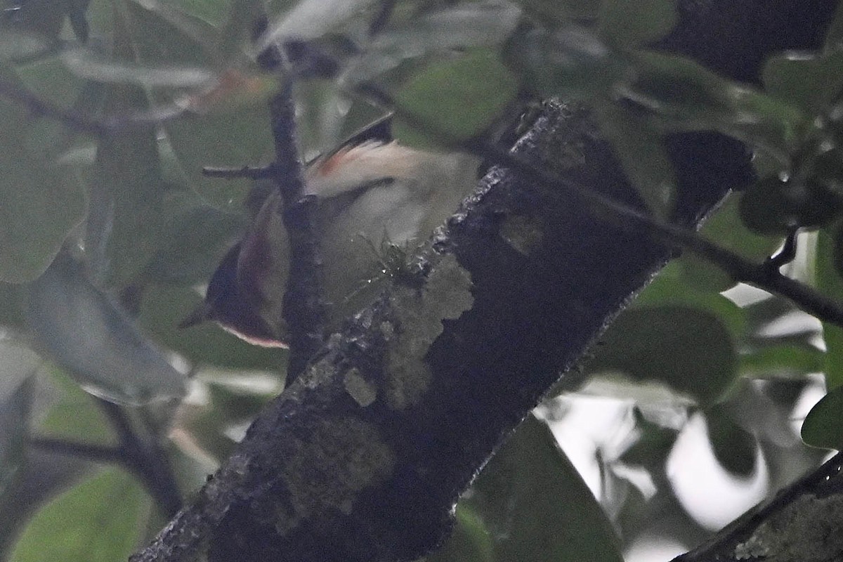 Bay-breasted Warbler - ML618919481