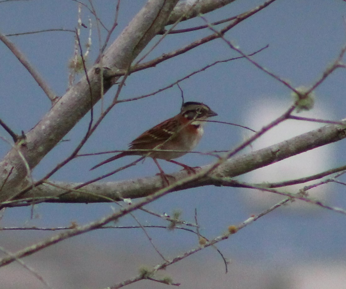 Rufous-collared Sparrow - Pedro Behne