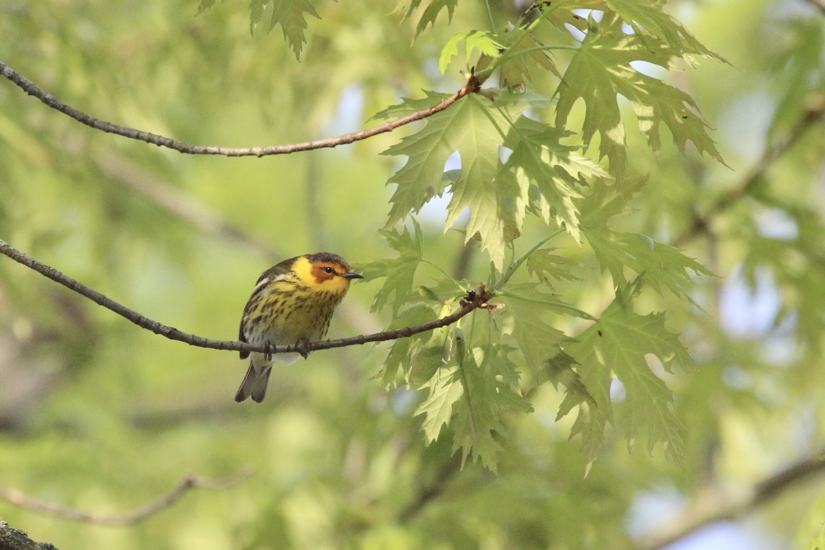 Cape May Warbler - ML618919559