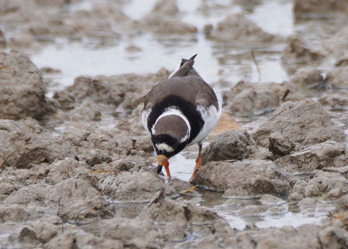 Common Ringed Plover - ML618919623