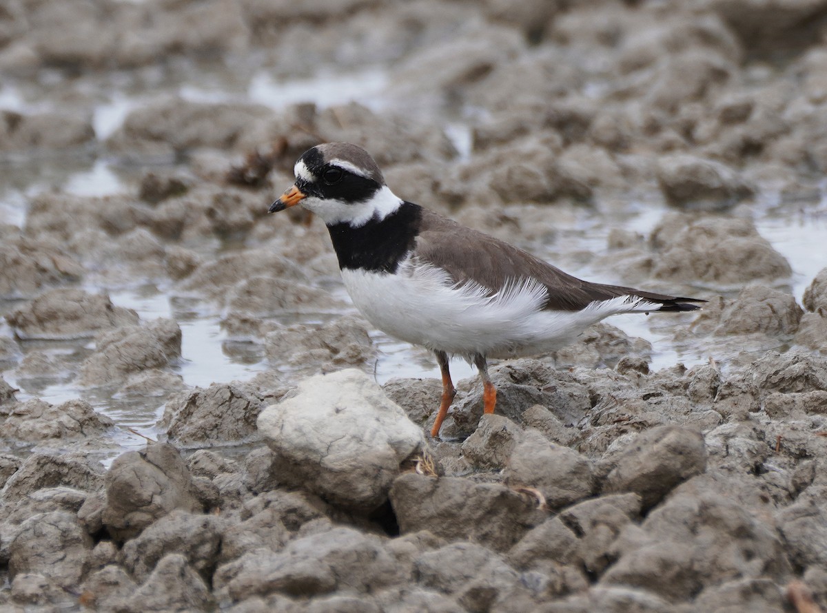 Common Ringed Plover - ML618919624