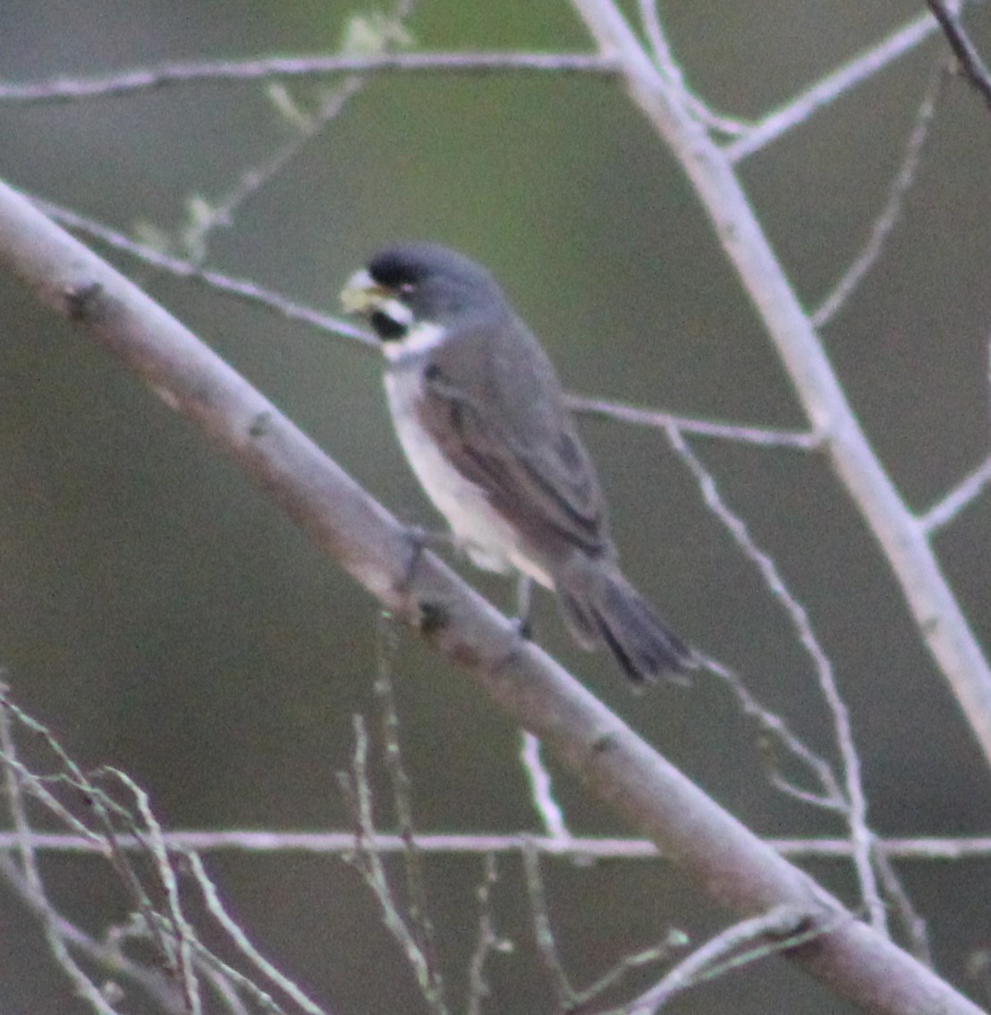Double-collared Seedeater - ML618919631