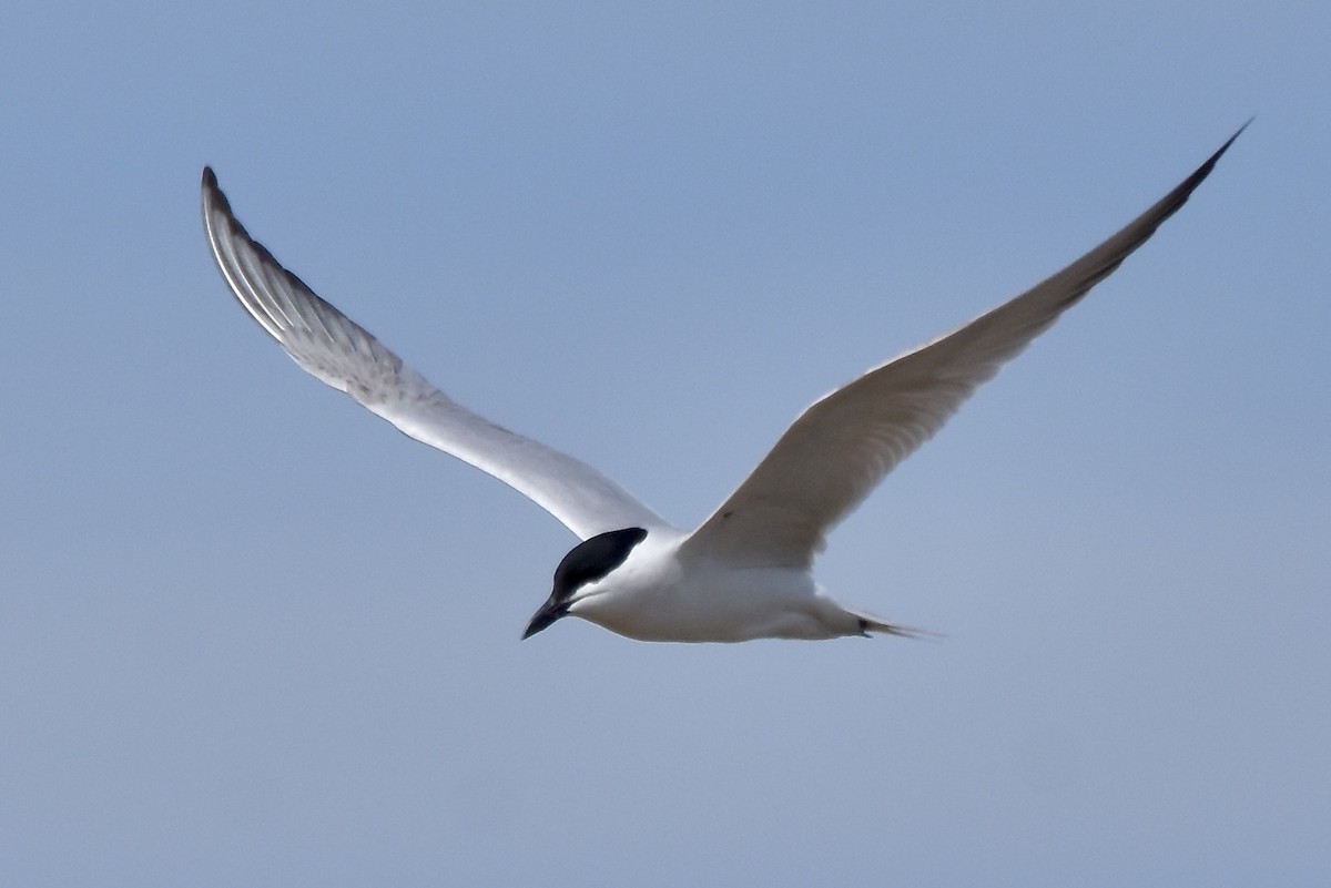 Gull-billed Tern - Benoit Goyette