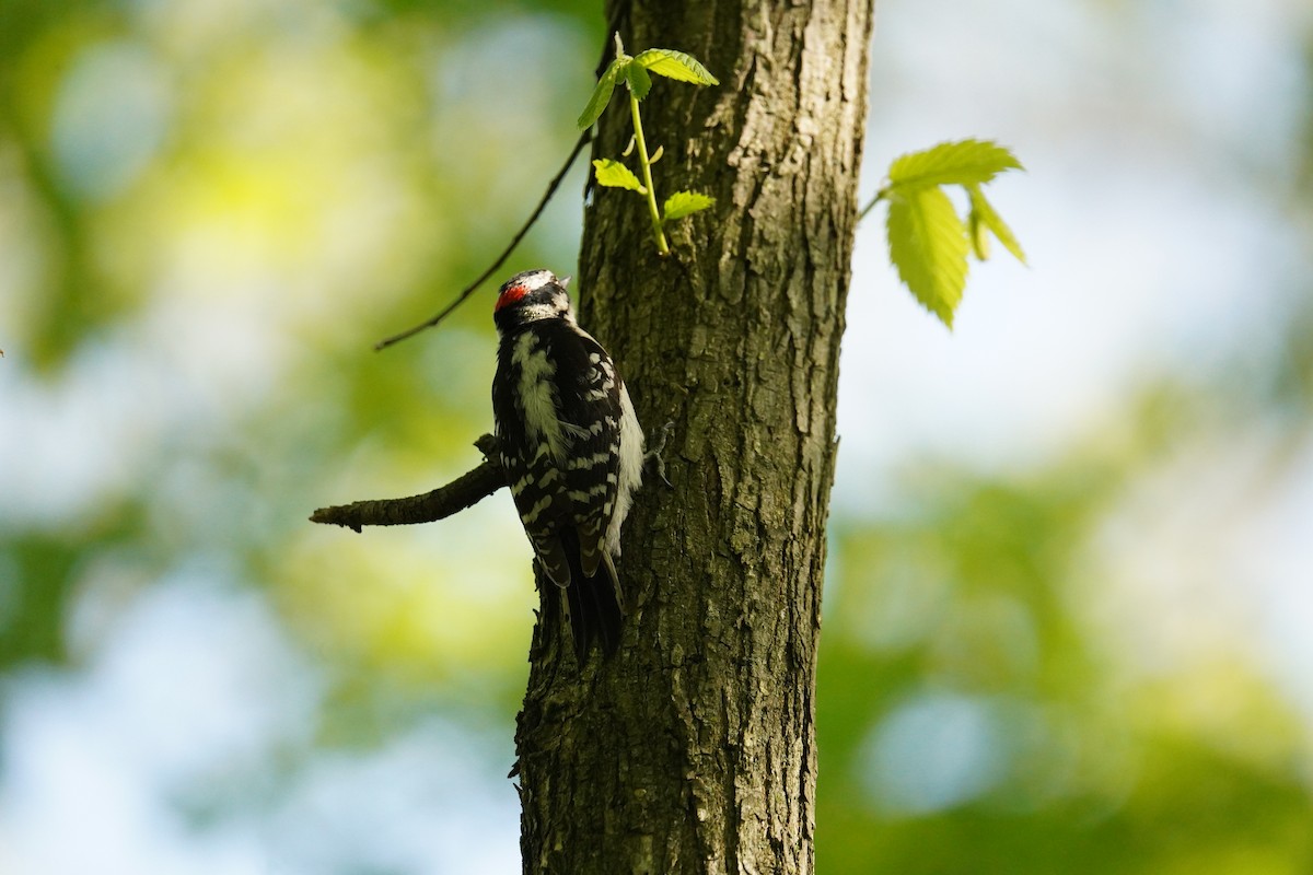 Downy Woodpecker - ML618919689
