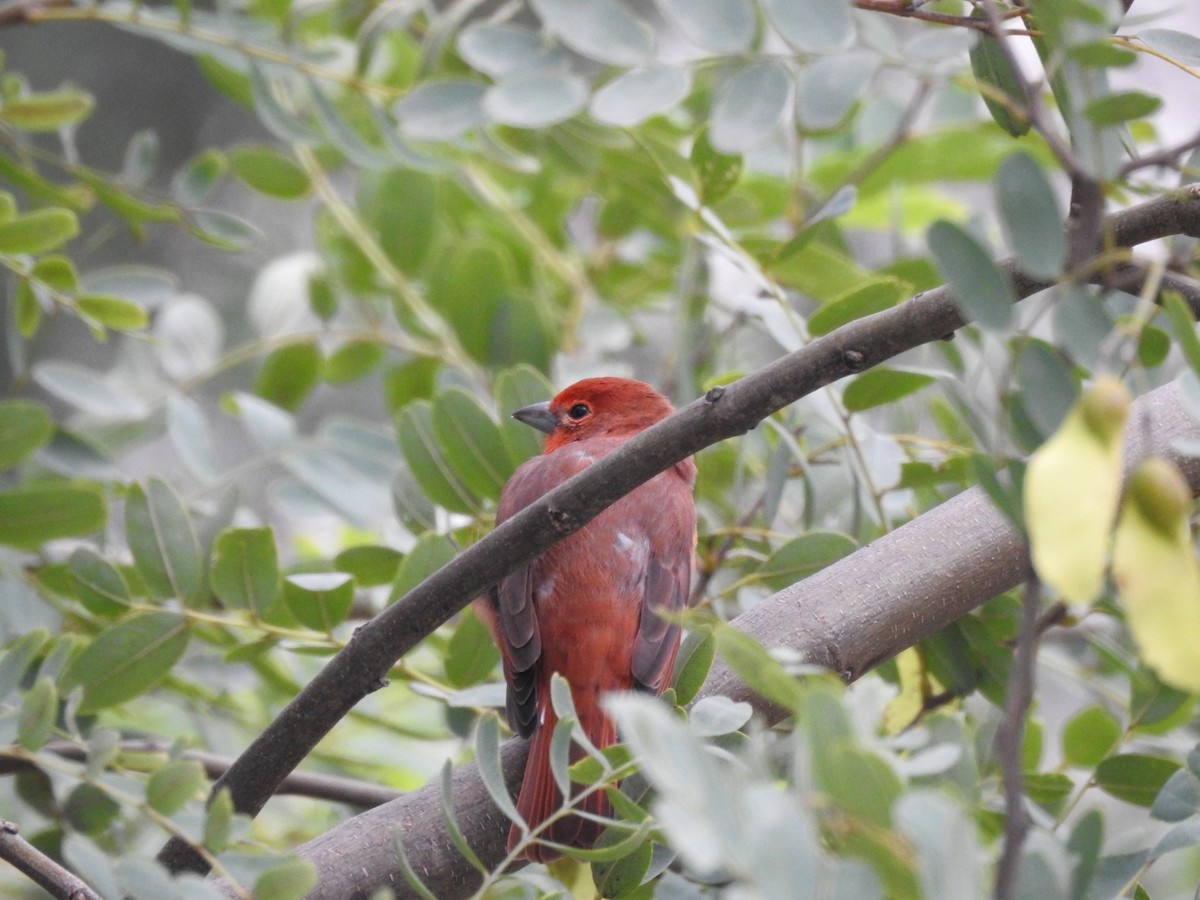 Hepatic Tanager - ML618919756